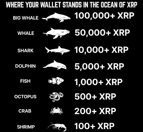 An infographic titled 'WHERE YOUR WALLET STANDS IN THE OCEAN OF XRP' categorizing XRP holdings from 'BIG WHALE' (100,000+ XRP) down to 'SHRIMP' (100+ XRP) with corresponding animal silhouettes.