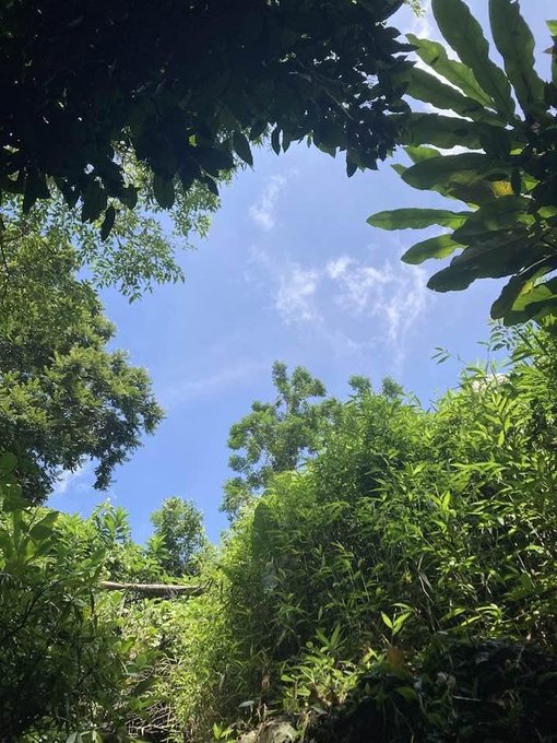 A lush, sunlit jungle canopy frames a bright blue sky with scattered clouds, evoking a fresh, energizing morning atmosphere that complements the post's optimistic message about new beginnings, creativity, and building something great over coffee.