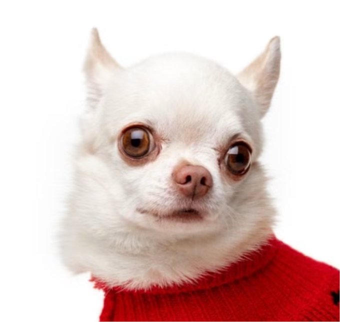 A close-up of a small white Chihuahua with wide, expressive eyes wearing a red sweater, captured in a studio portrait. The image fits the "$Johnny the mooner" post as the dog's comically alarmed, bug-eyed expression perfectly embodies the "mooning" or shockingly startled vibe implied by the caption.