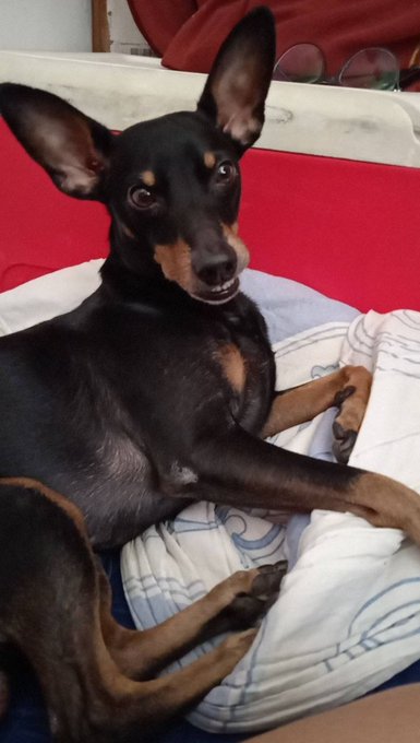 A small black and tan dog, possibly a Miniature Pinscher, lounging comfortably on a white and blue patterned blanket on a red surface.
