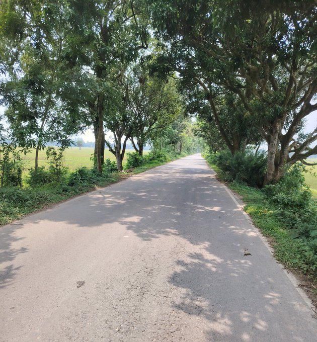The image shows a long road with trees lining both sides of it. The road appears to be empty at the moment, creating a sense of tranquility and solitude. The surrounding area seems to be a rural setting or possibly a park, as there are no visible signs of human activity. The post about Nomisma Network has been shared on social media platforms, indicating that this image might have been taken by someone who found it interesting or valuable.