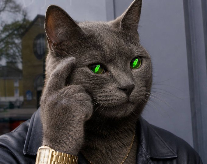 An AI-generated image of a gray cat with glowing green dollar signs in its eyes, wearing a gold chain watch and leather jacket, posing in a thinking gesture.