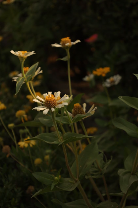 Delicate white chamomile flowers with bright yellow centers stand out against a dark, blurred natural background, capturing the simple beauty and hopeful essence referenced in the artwork "Chamomile" by @Ghazaleh_bp on @objktcom.