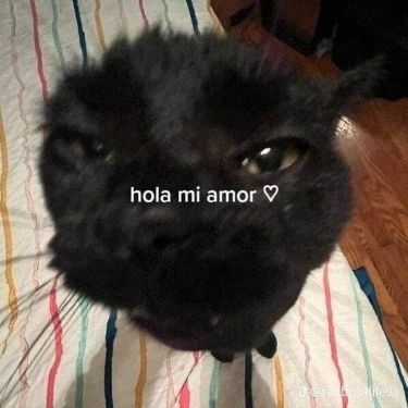 The image features a black cat sitting on a striped bedspread, with text that reads "Hola mi amor" (Hello my love) above its head. The background of the photo shows a wooden floor, which complements the overall theme of the image. The caption below the image provides additional information about the post and the context in which it was taken.
