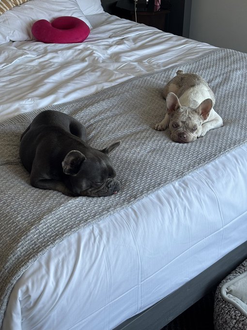Two French Bulldogs, one gray and one light tan, lounging on a white bed with a gray runner and a pink neck pillow.
