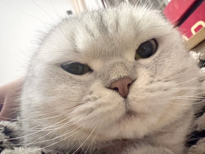 A close-up photo of a white Scottish Fold cat with striking dark eyes looking directly at the camera with a serious expression.