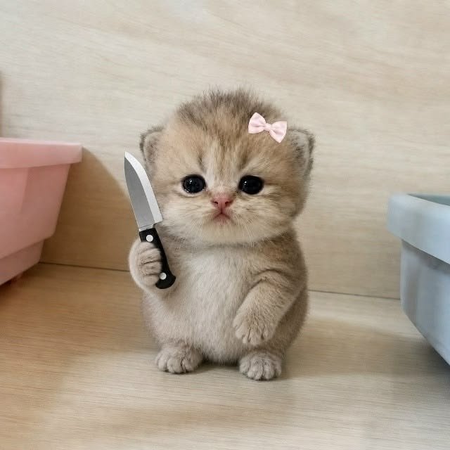 A small adorable kitten with a pink bow on its ear standing on its hind legs and holding a small kitchen knife.