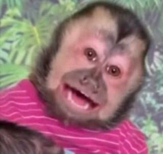 A close-up photo of a monkey wearing a pink striped shirt, smiling at the camera against a leafy background.