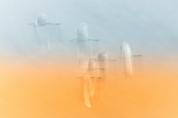 Several metallic fish-like forms float suspended in a hazy gradient from pale blue to vibrant orange, their blurry silhouettes creating an ethereal underwater atmosphere.

The dreamy, abstract rendering of fish echoes the artistic, non-AI-crafted nature highlighted in the post about the XRP Cafe collection.