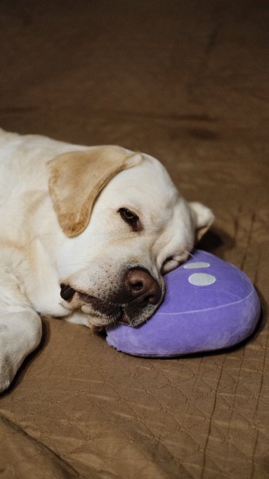 A yellow Labrador dog rests its head on a purple plush toy shaped like an Among Us crewmate character.
