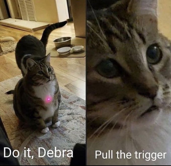 A two-panel cat meme: on the left, a cat with a red laser on its chest labeled 'Do it, Debra,' and on the right, a close-up of a cat's face labeled 'Pull the trigger.'