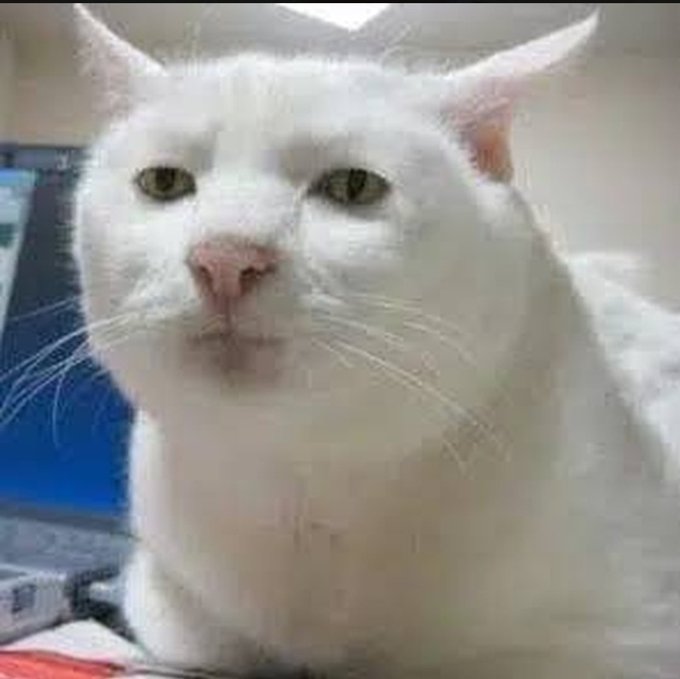 A close-up portrait of a white cat with green eyes looking directly at the camera.