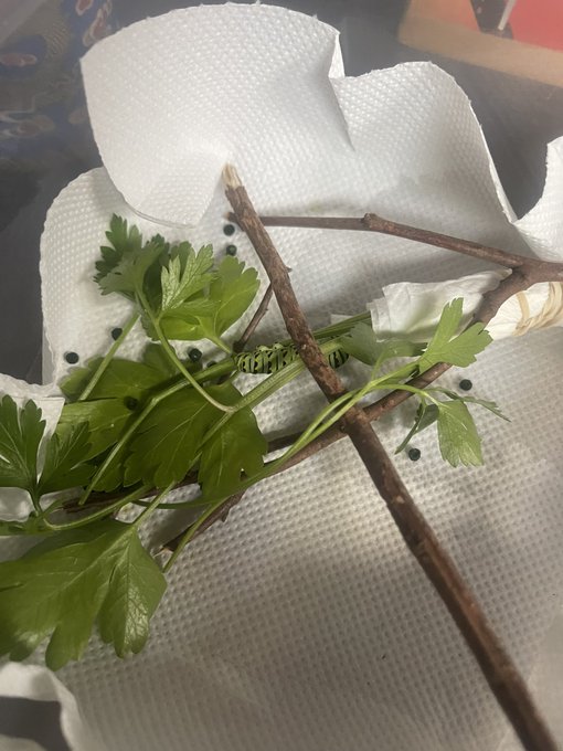 A green caterpillar (likely a swallowtail larva) sits on a sprig of fresh parsley resting on a paper towel, chewing the foliage. The caption humorously frames the tiny creature as a "$50,000,000" pest wreaking "5 bites of leaf" damage in "Caterpillar City."