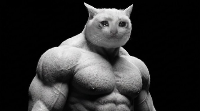 A muscular, anthropomorphic white cat with a serious expression flexes its heavily built torso against a dark background, embodying the "strong" or "buff cat" meme aesthetic associated with the $CASHCAT token highlighted in the post.