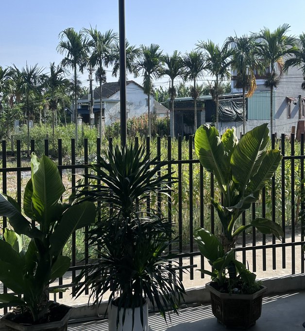 Potted tropical plants including large-leafed greens sit on a patio behind a black metal fence, with a row of palm trees and houses visible in the background under a clear sky.