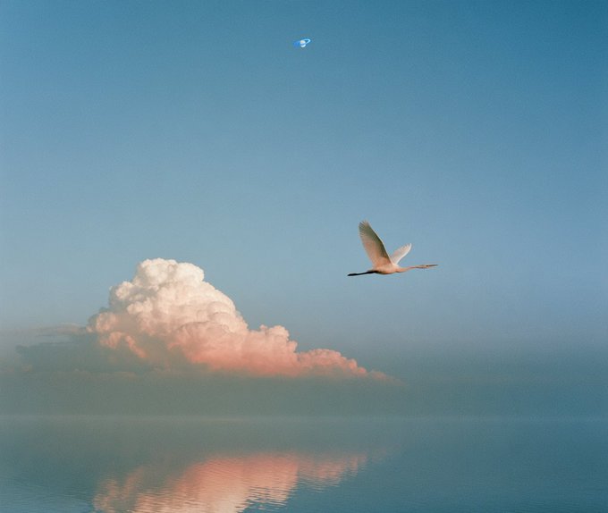 A white bird flies across a blue sky above a pink-tinged cloud that reflects in a calm body of water below.