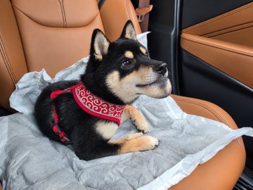 A black Shiba Inu wearing a red patterned harness sits calmly on a cushioned car seat, her wide grin and composed expression hilariously mirroring the "Gigachad" meme as referenced in the viral post about TSUMUGI (つむぎ).