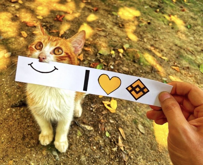 A hand holds a strip of emojis (smile, vertical bar, heart, money-mouth face) in front of a curious orange and white kitten sitting on a dirt path scattered with leaves, visually echoing the post's comparison of four cat-themed crypto tokens with wildly different market caps—$CASHCAT ($120M), $CATE ($83M), $BASECAT ($27.5M), and $BNBCAT ($1.1M)—and hinting that one is dramatically undervalued ("mispriced").