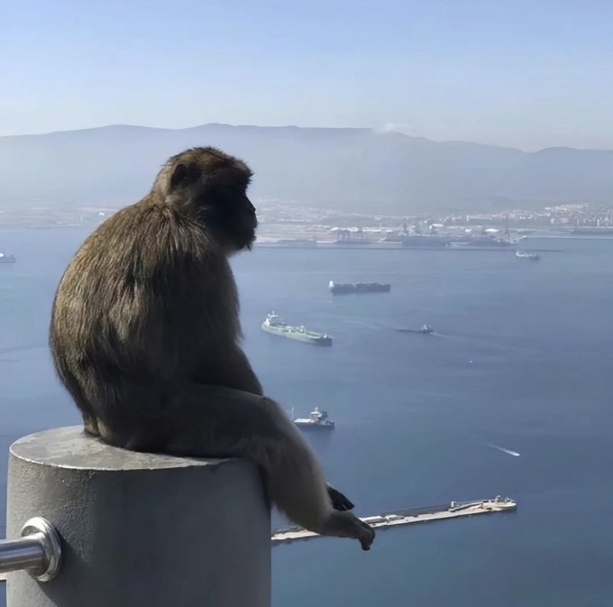 A Barbary macaque monkey sits perched on a stone pillar overlooking a vast blue sea dotted with ships, with a hazy coastline and mountains visible in the distance.