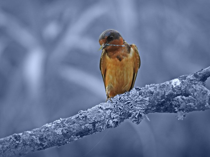 A small orange and brown bird perched on a frost-covered branch in winter, holding something in its beak against a blurred blue background.