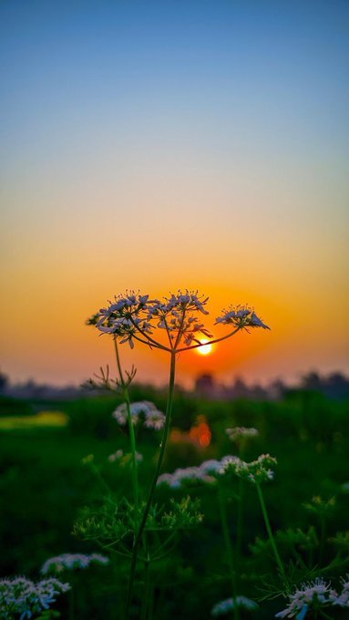 A sunset scene over a field, with delicate white wildflowers silhouetted in the foreground against an orange and blue gradient sky.