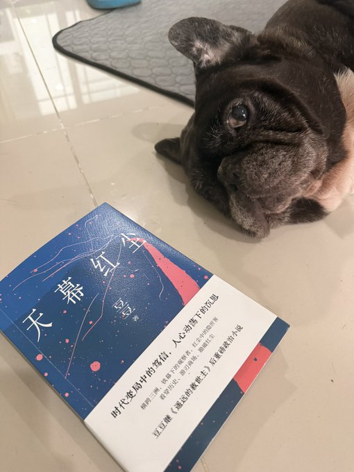 A black French Bulldog lying on a tiled surface next to a Chinese book titled "外婆的道歉信" (The Grandmother's Apology Letter) by Fredrik Backman.