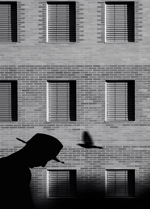 A black-and-white photograph featuring a school of birds in mid-flight against the bare brick wall and shuttered windows of a building, with a single silhouetted bird captured in motion near a dark architectural element in the foreground. The minimalist composition and stark contrast echo the contemplative, controlled aesthetic suggested by the title "GOOD MORNING… CONTROL."