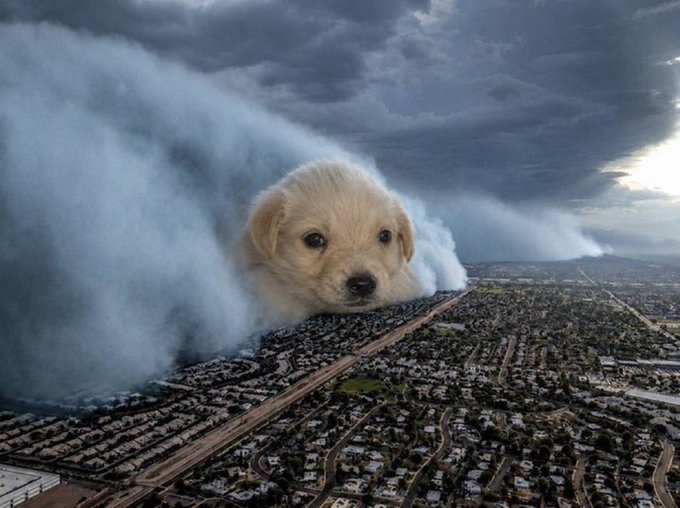 Surreal image of a giant golden retriever puppy head emerging from storm clouds over a sprawling suburban cityscape.