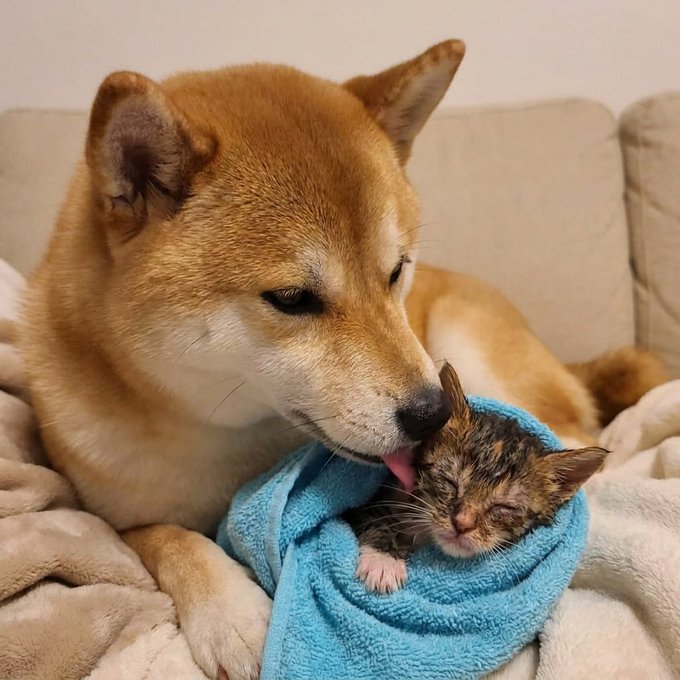 A heartwarming photo of a Shiba Inu dog gently licking and cuddling a small tabby kitten that is wrapped in a blue towel on a beige couch.
