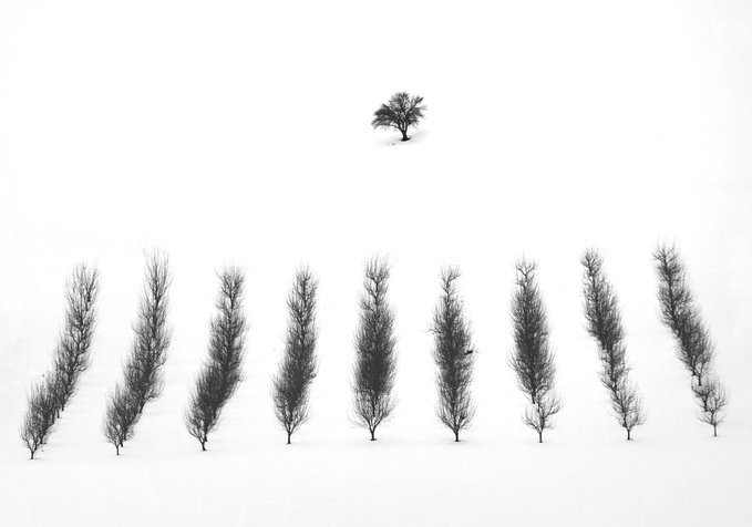 A minimalist black-and-white composition showing a row of ten bare trees arranged in a line at the bottom, with a single isolated tree centered far above them against a stark white background.