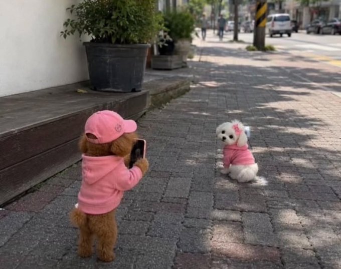 A small brown dog wearing a pink cap and pink hoodie stands on a brick sidewalk holding a phone up to photograph a small white dog in a pink outfit with a bow sitting across from it.