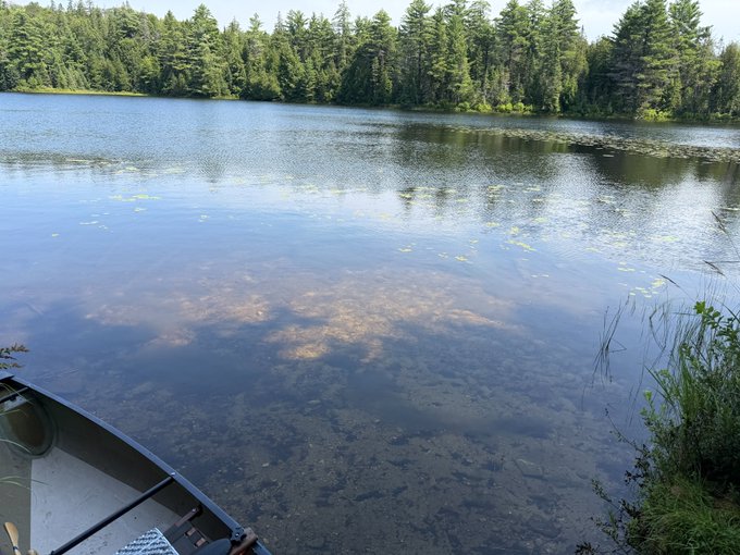 A serene view from a boat looking out over a clear lake with visible underwater vegetation, bordered by a dense evergreen forest.