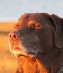 A close-up portrait of a chocolate brown Labrador Retriever bathed in warm, golden sunlight against a blurred background.
