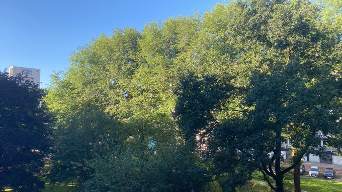 An outdoor photograph of large, sunlit green trees with a tall building visible in the background on the left side under a clear blue sky.
