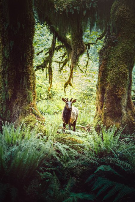 A serene photograph of a deer standing in a lush green forest surrounded by large ferns and moss-covered trees.