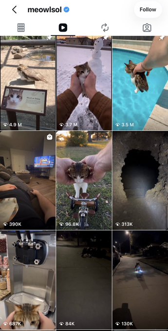 An Instagram profile page for 'meowlsol' displaying a grid of cat-related posts with various view counts such as 4.9M, 3.7M, and 96.8K.