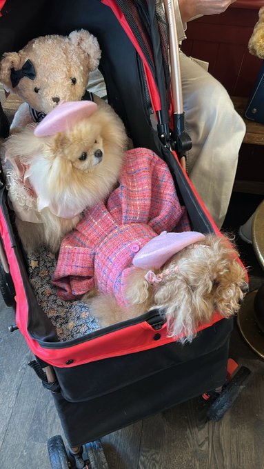 A red and black stroller contains three small fluffy dogs, including a teddy bear wearing a black bow and two Pomeranians wearing berets, with one dog covered by a pink plaid blanket.