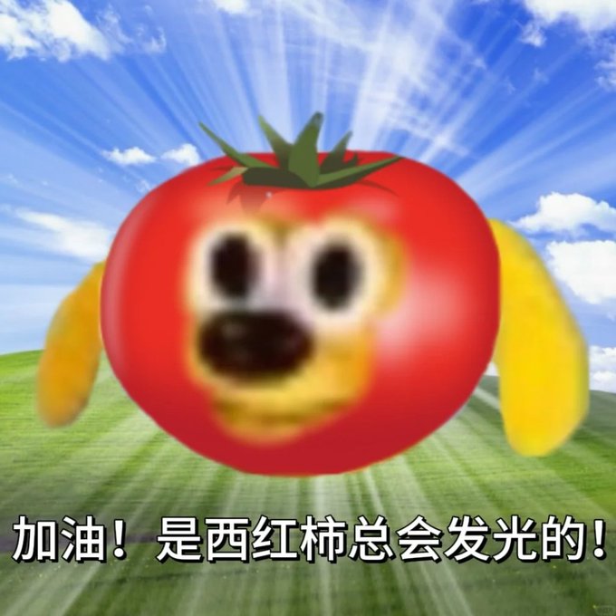 A meme image of a tomato with a dog face superimposed on it, set against a Windows XP 'Bliss' background, with the text '加油！是西红柿总会发光的！' (Keep going! A tomato will always shine!).