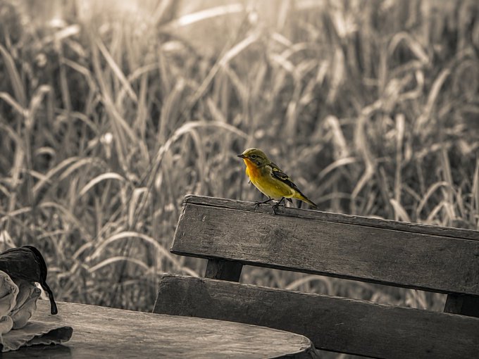 A selective-color photograph of a small yellow and green bird perched on a wooden bench, with a bag resting on a table in the foreground.