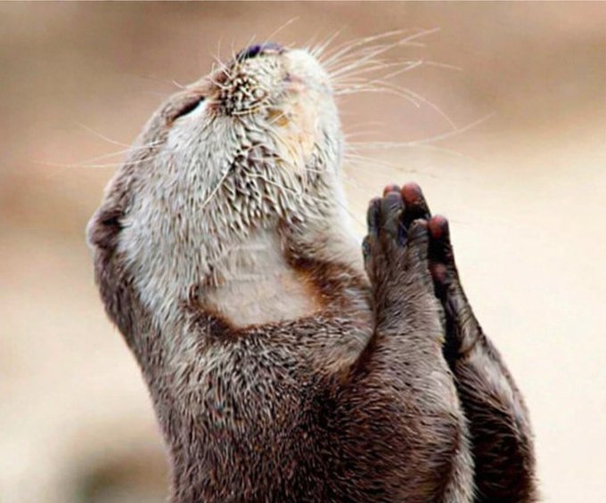 A close-up photograph of an otter with its paws pressed together and head tilted upward, appearing to be in a praying or begging pose.