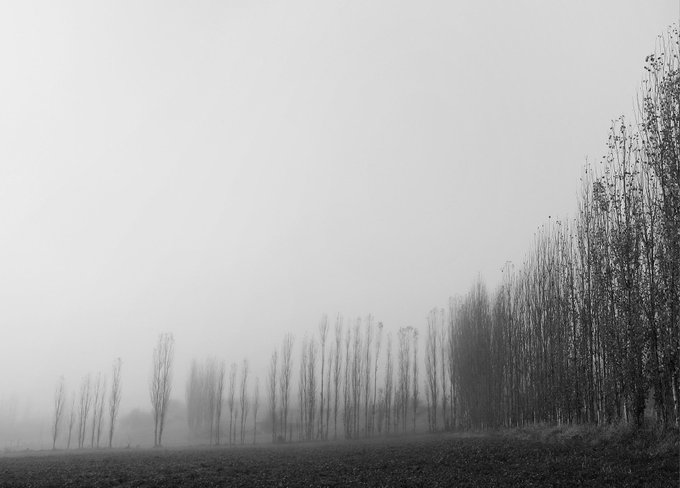 A moody black and white photograph of a foggy landscape featuring a row of tall, leafless poplar trees receding into the mist, with a dark field in the foreground.