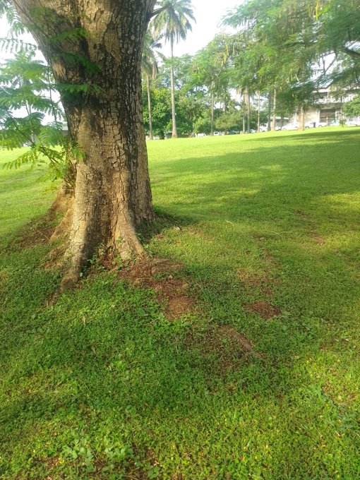 A large tree with an exposed, buttressed root system stands on a manicured grassy lawn with palm trees and a building in the background.