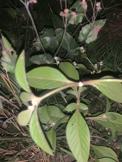 A close-up photograph of a green plant with three-lobed leaves and small clusters of tiny pinkish-white flowers, illuminated by a light source against a dark background.