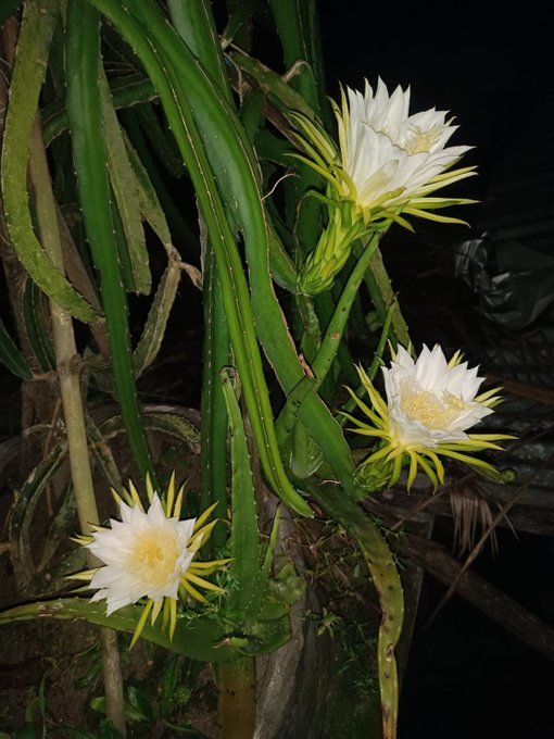 The image features a group of white flowers with yellow centers, which appear to be cacti or succulents. The flowers are hanging from a plant stem, creating an interesting visual effect against the dark background. The photo has been captioned with various words and phrases such as "Good night my X legends Today end now sleep time @useTria @quipnetwork". This suggests that the image might be related to a post or social media content featuring cacti or succulents, possibly discussing their unique characteristics or uses.