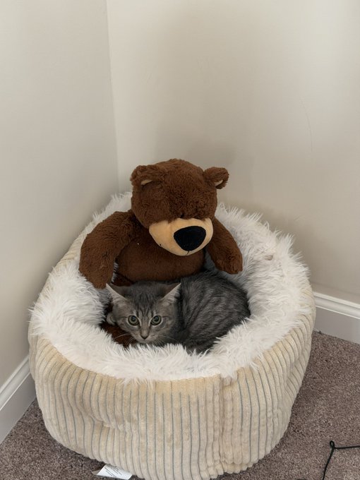 A gray tabby kitten named Ash rests in a cozy cream-colored pet bed alongside a brown teddy bear, marking his debut as the newest member of the @PussyCatClubRH ($PCC) community in this charming introduction photo.