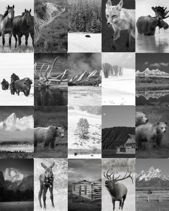 A grid of 20 black-and-white photographs depicting iconic North American wildlife—including bison, moose, elk, bears, wolves, and horses—set against rugged landscapes of mountains, plains, and forests. The post announces that the NFT collection "Timeless" on SuperRare is nearly sold out with 27 of 30 pieces collected, with three remaining.