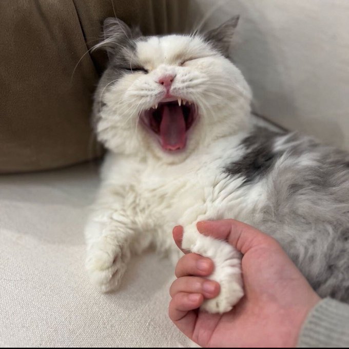 A fluffy white and grey cat yawns widely showing its teeth while a person holds its paw, appearing to laugh along with the cat.