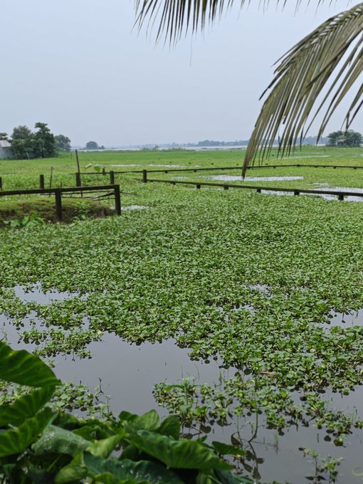 A tranquil wetland scene shows water hyacinth blanketing a calm waterway, framed by a wooden fence, palm fronds overhead, and distant green fields under a hazy sky. The image's theme of "planting seeds" visually echoes the post's message about CNPYNetwork laying the groundwork for a future Web3 economy, with the lush aquatic vegetation symbolizing organic, foundational growth.