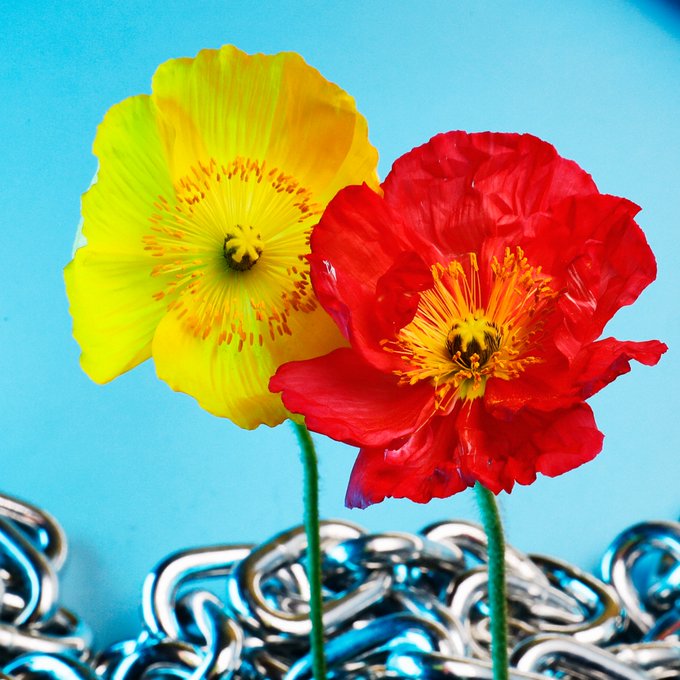 Two vibrant flowers—a yellow bloom with orange-speckled petals and a red bloom with golden stamens—stand upright against a light blue backdrop, rooted above an intricate tangle of metallic chain links. The metallic "chain" visually reinforces the post's message of holding the ETH token, suggesting strength and resilience in crypto holdings despite the chaotic market chains below.