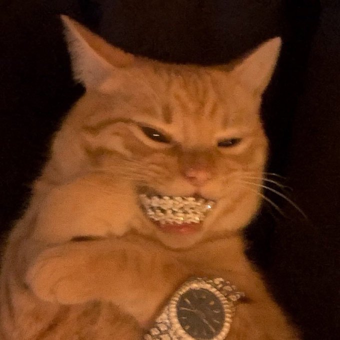 A close-up, slightly blurry image shows an orange cat with an unusual expression, displaying a dental grill on its teeth and wearing a large, diamond-encrusted watch.